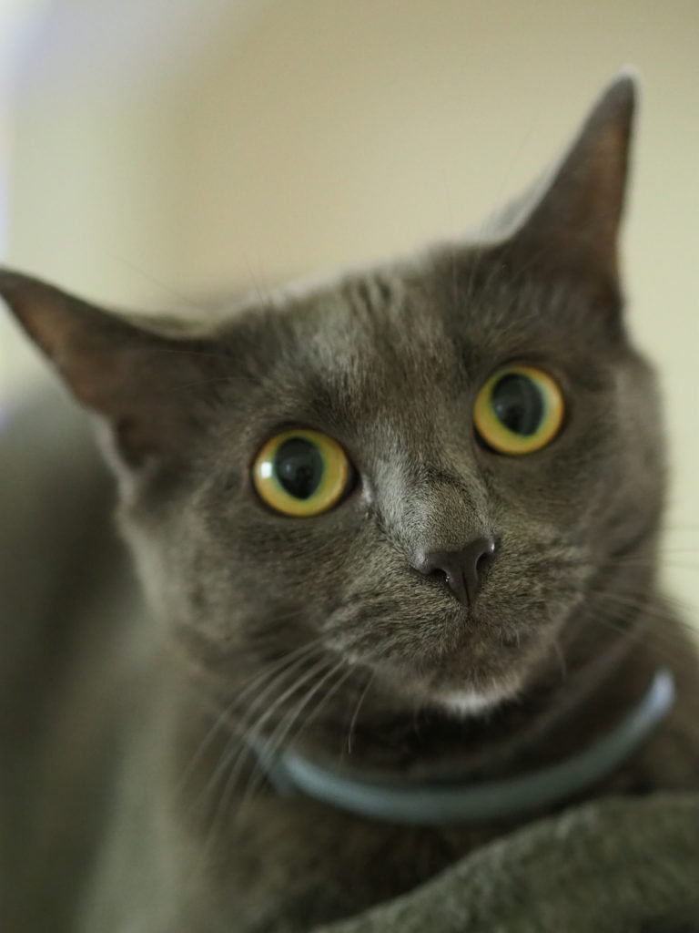 A gray cat named Agatha, looking very confused.